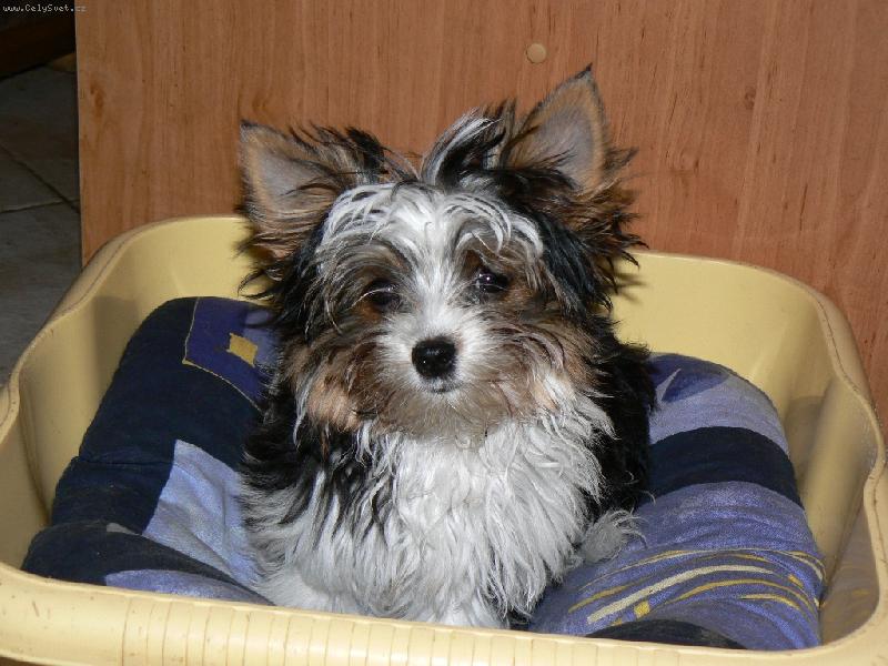 Foto: www.york-biewer-terier.cz-superst�r