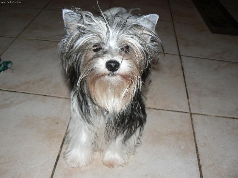 Foto: www.york-biewer-terier.cz-miki