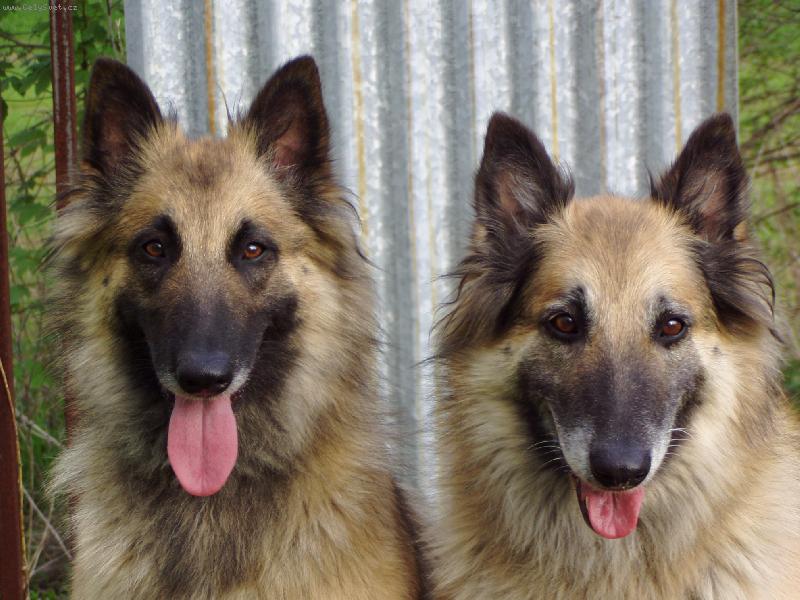 Foto: CHS ALMUR ROYAL-maminka a dc�ra