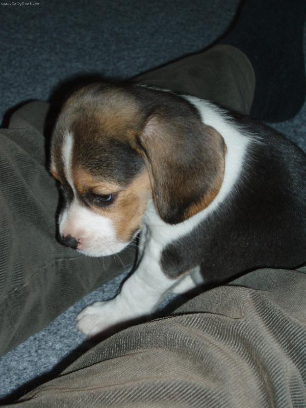 Foto: Aira-4 t�dny