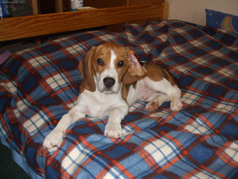 Foto: Eddy-Na posteli je najlep�ie