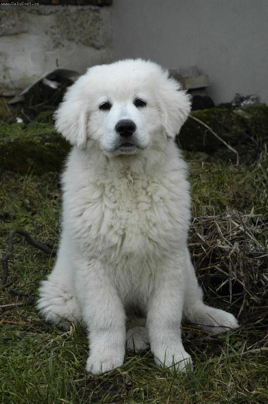 Foto: �iro - necel� t�i m�s�ce