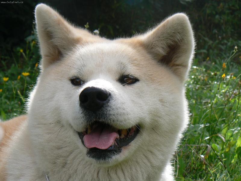 Foto: vysm�t� angie