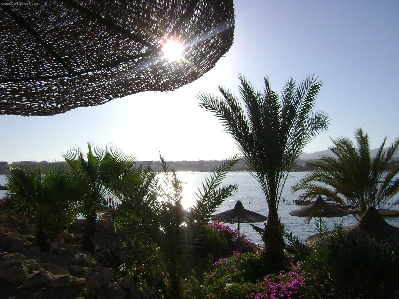 Foto: pl�-d�rav� slune�n�k