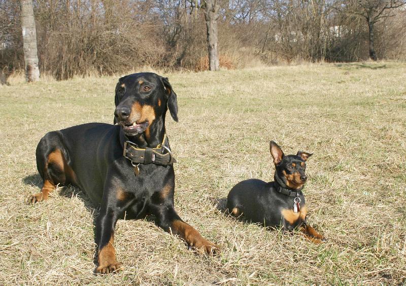 Foto: Mal�-velk�-Ps� kamar�di