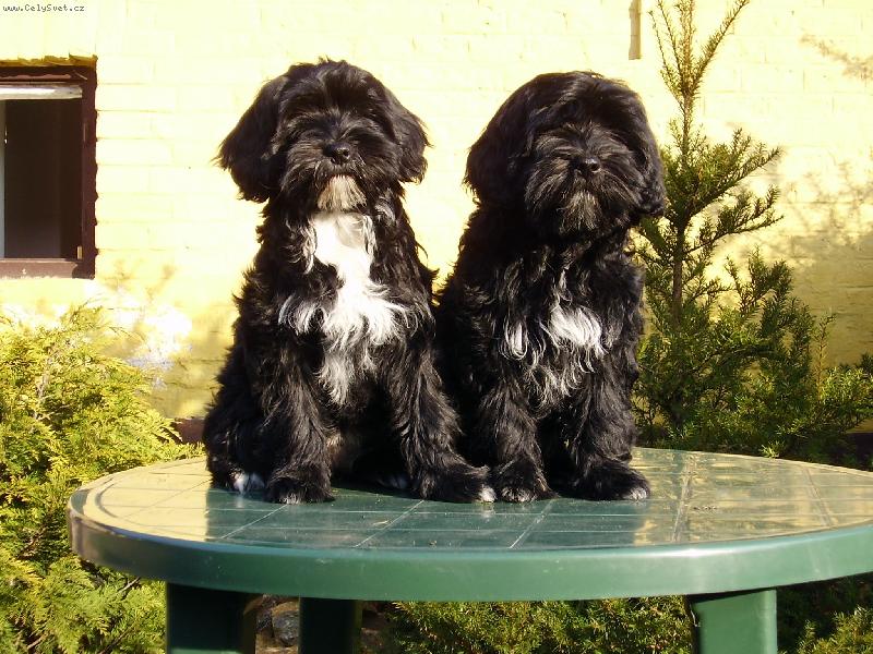 Foto: Ag�ta a Alma-4 m�s�ce