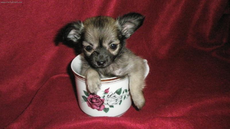 Foto: Ka�enky miminko-Ka�ulka