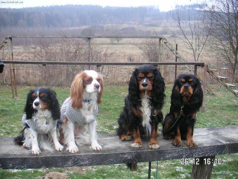 Foto: Kaval��� kamar�di