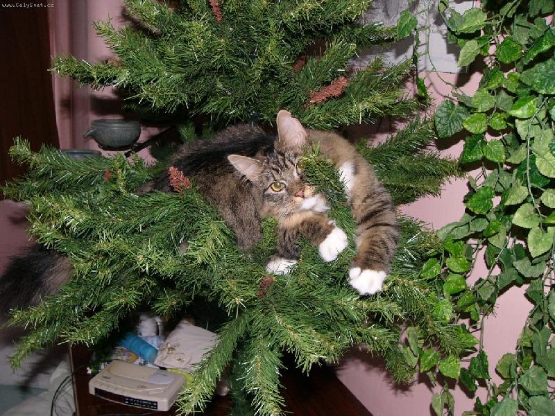 Foto: Najdete ko�ku:o)