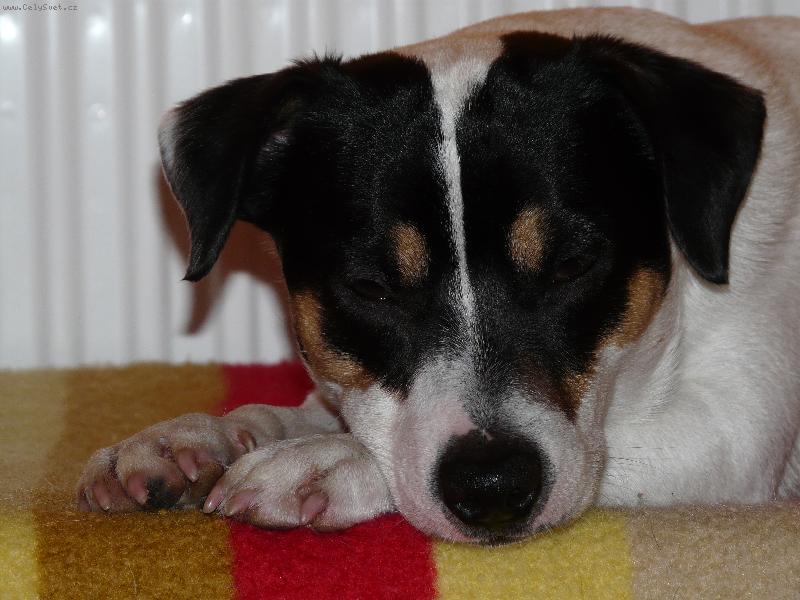 Foto: Joy�k-Odpo��v�m :-)