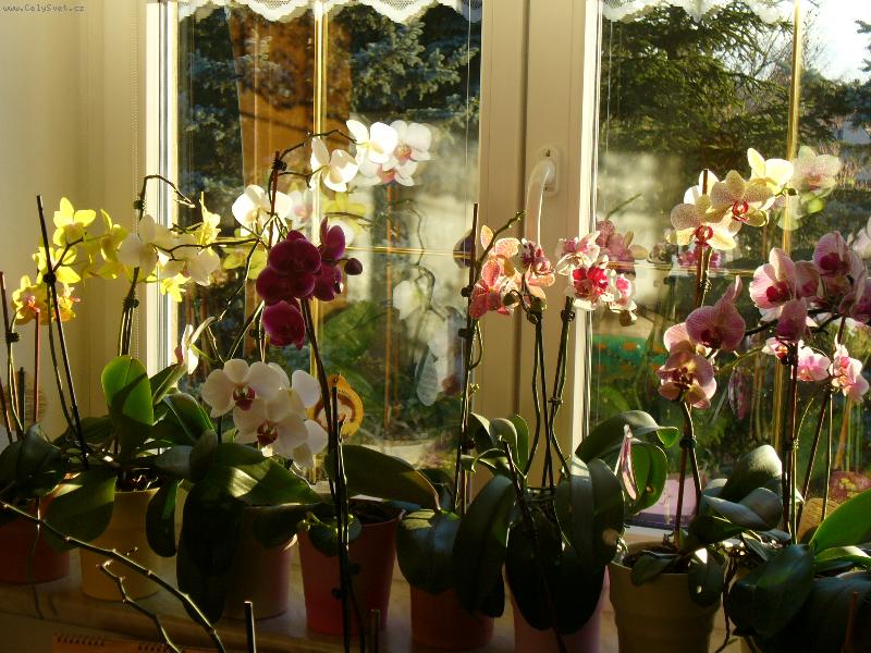 Foto: Phalaenopsis