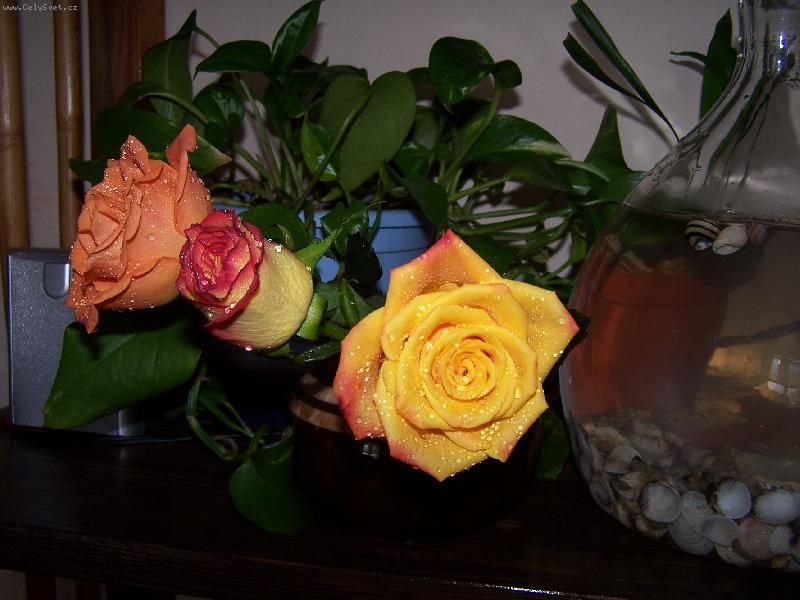 Foto: t�i gr�cie