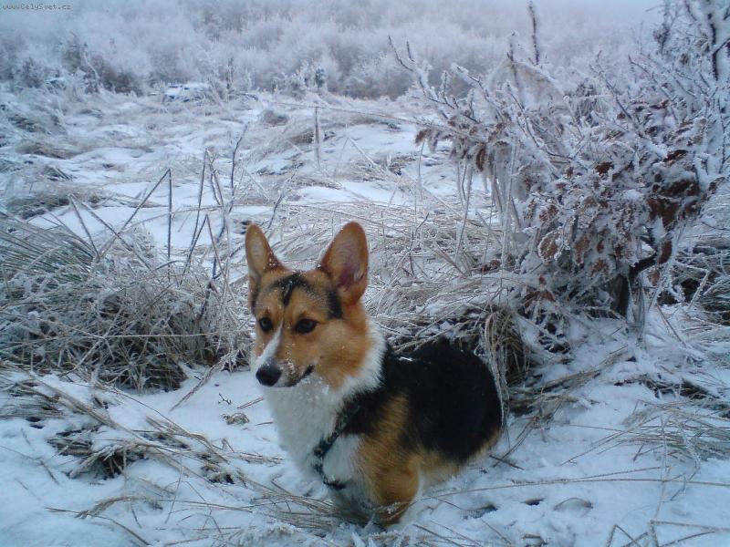 Foto: Zima 2008-Kopec Som�r pri Pezionku