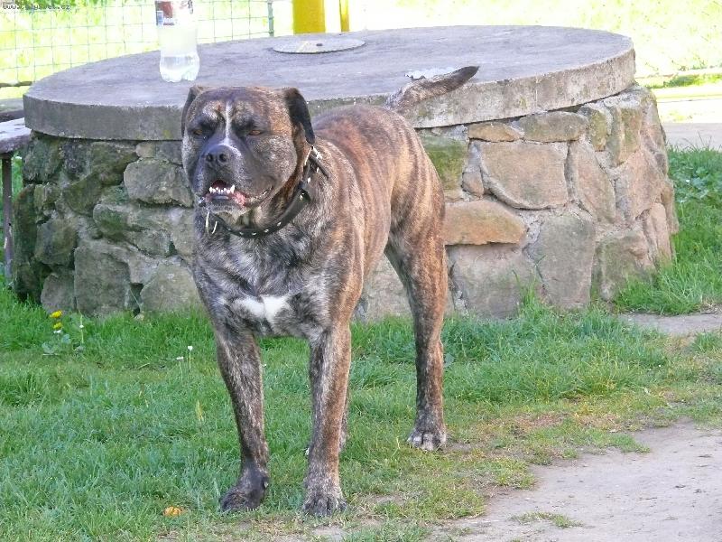 Foto: Bredax Espa�ol-dobr� kondice