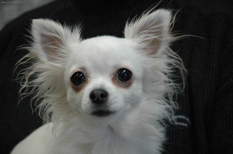 Foto: �ivava dlouhosrst�