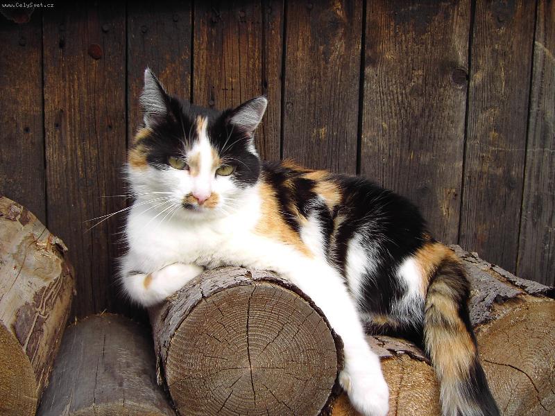 Foto: L�zinka-N� mazel