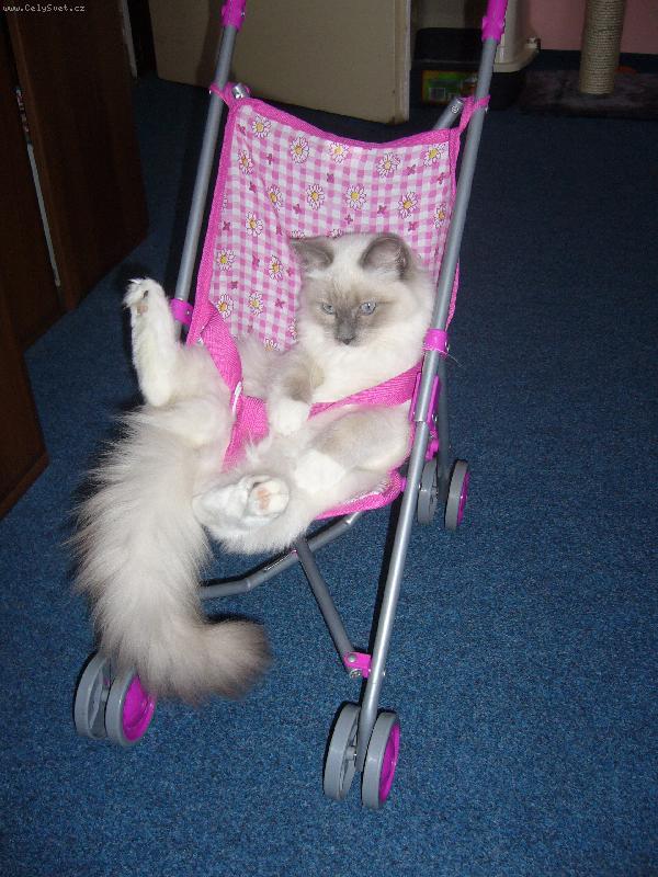 Foto: ragdollka-ragdollka