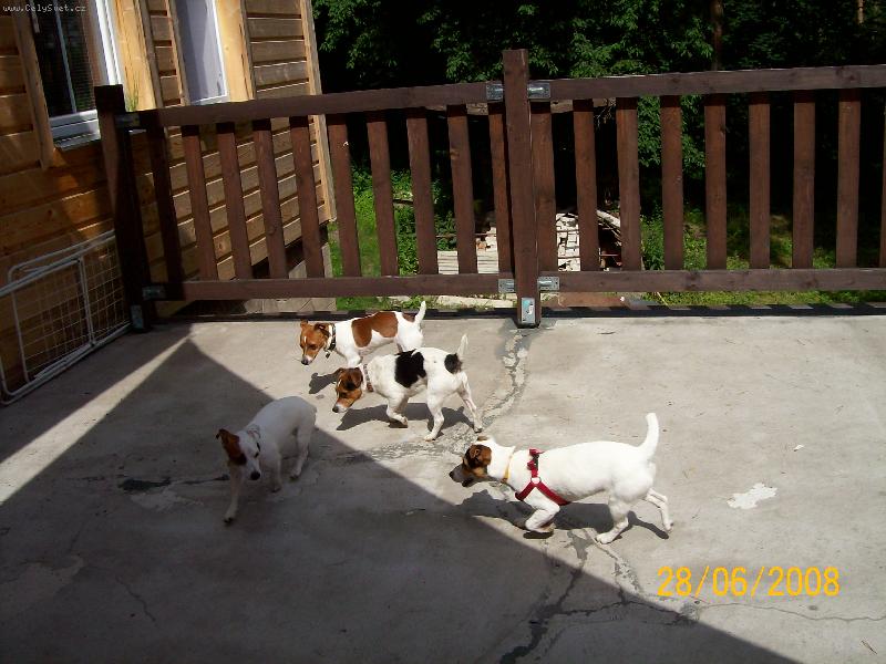 Foto: Jack russel teri�r