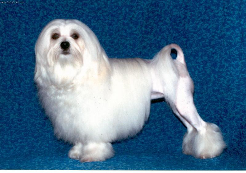 Foto: Noblesa Aura lv��ci