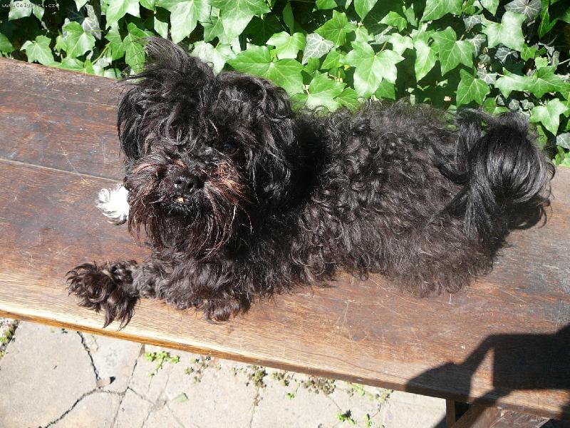 Foto: Benji-Benji hl�d�