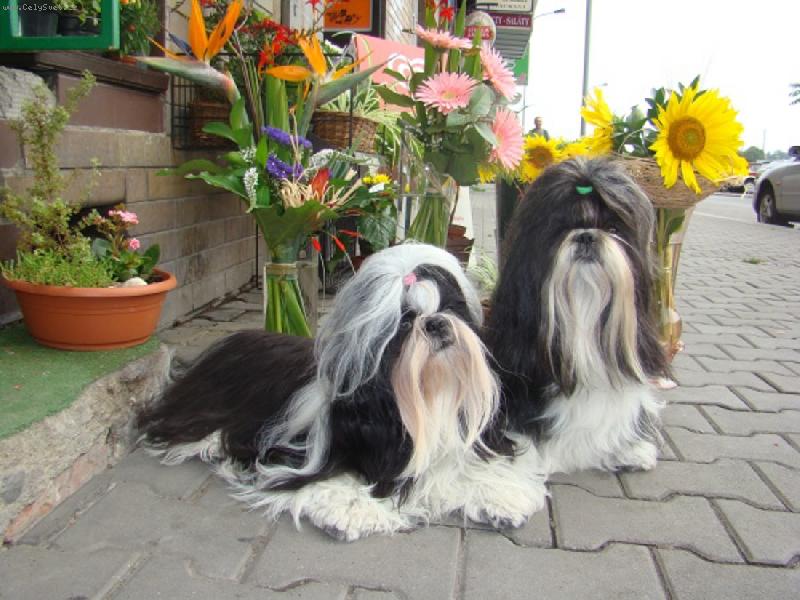 Foto: Kyti�ky mezi kytkama-Andy a Uli