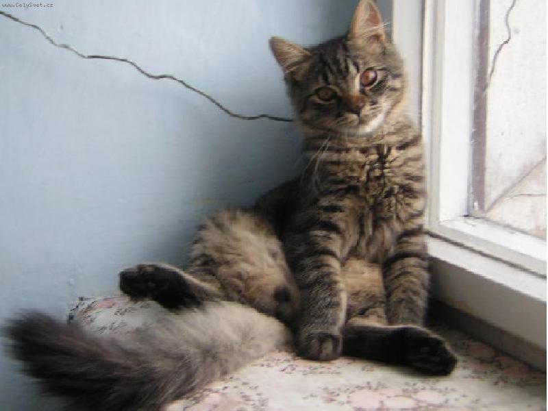 Foto: Johnny-Johnny na okn�