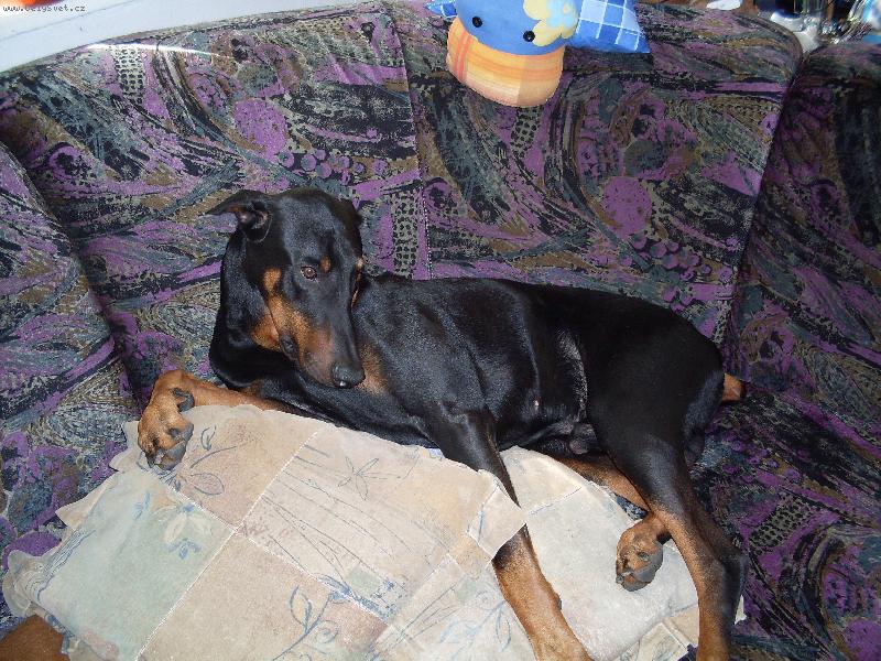 Foto: N� mil��ek Bob