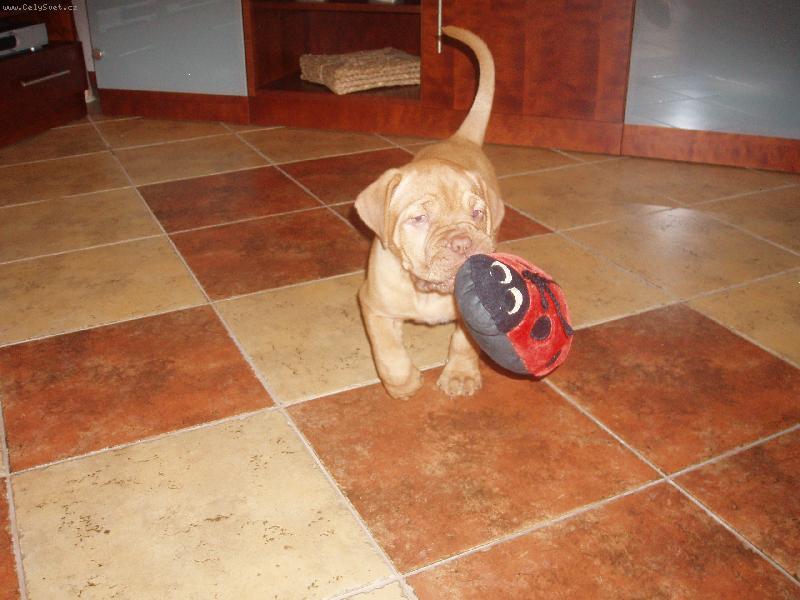 Foto: Cora a jej� beru�ka