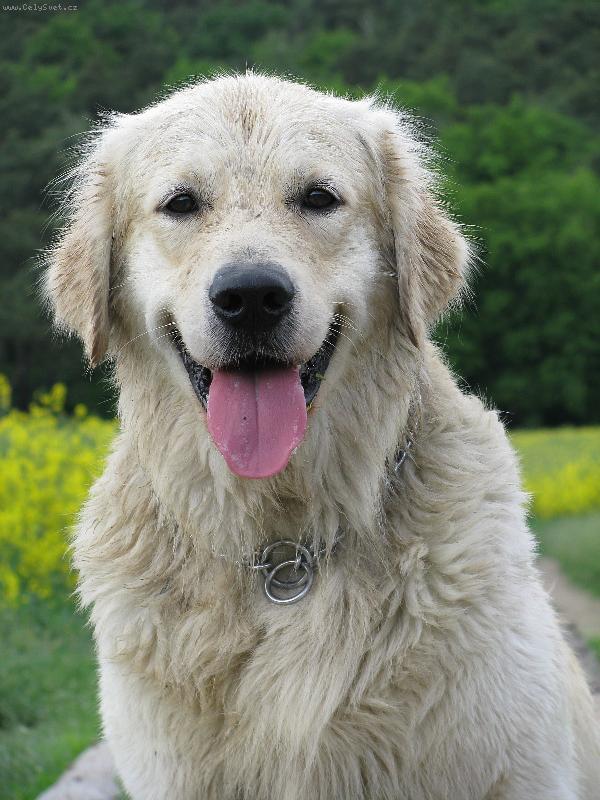 Foto: Golden retriever Britt 2-Britte�ek