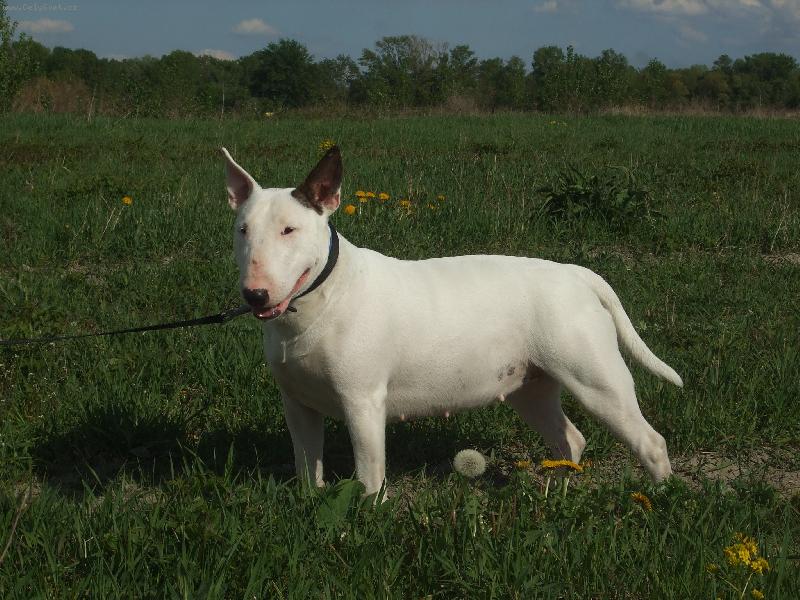 Foto: Bulty-www.bulty.sk