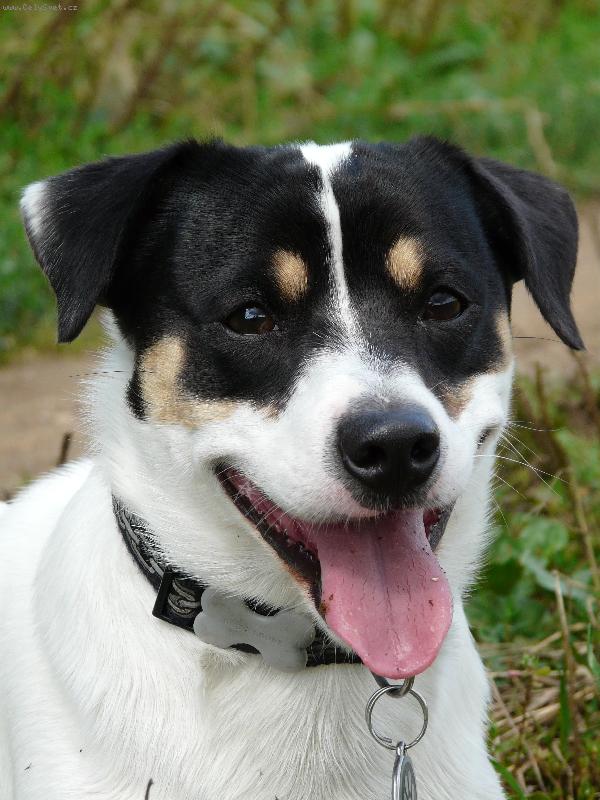 Foto: Joy�k portr�t