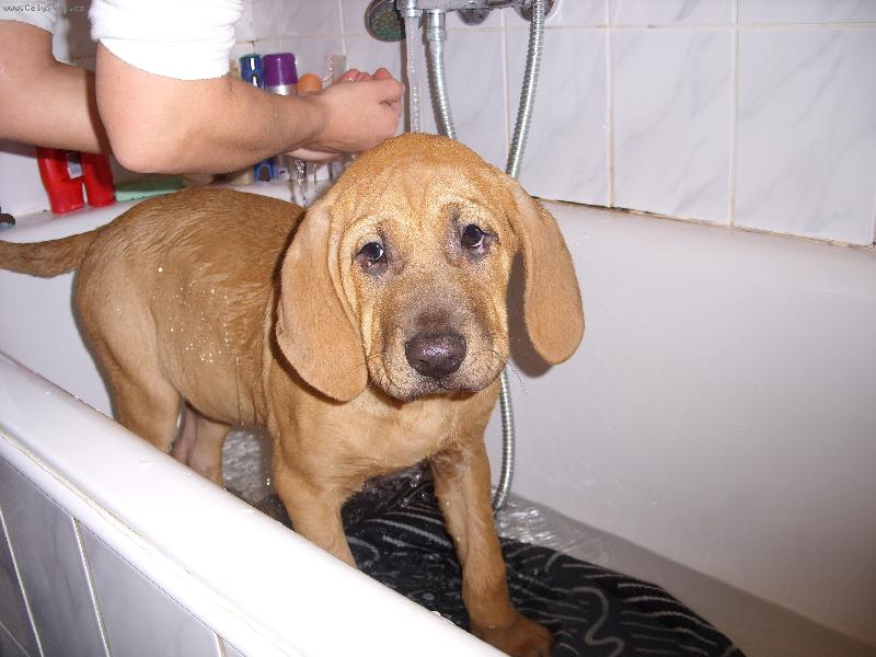 Foto: Baldey ze �pi��ku ve van�