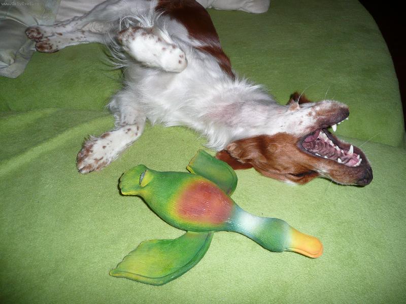 Foto: St�elen� :-)