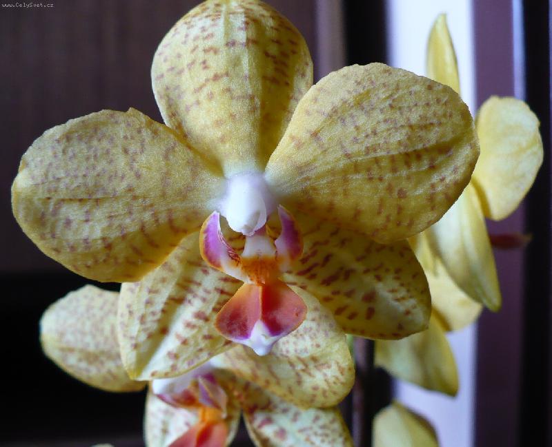 Foto: m�rovec �lut� ��han�