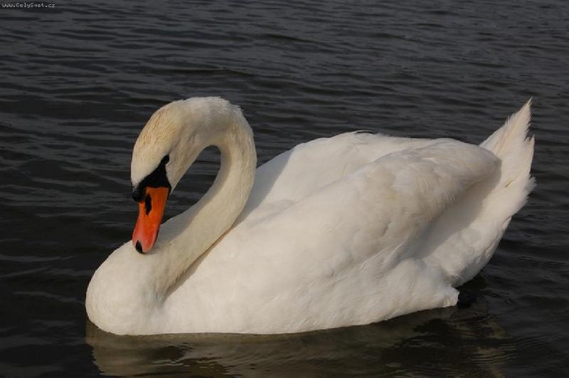 Foto: Smutn� labut