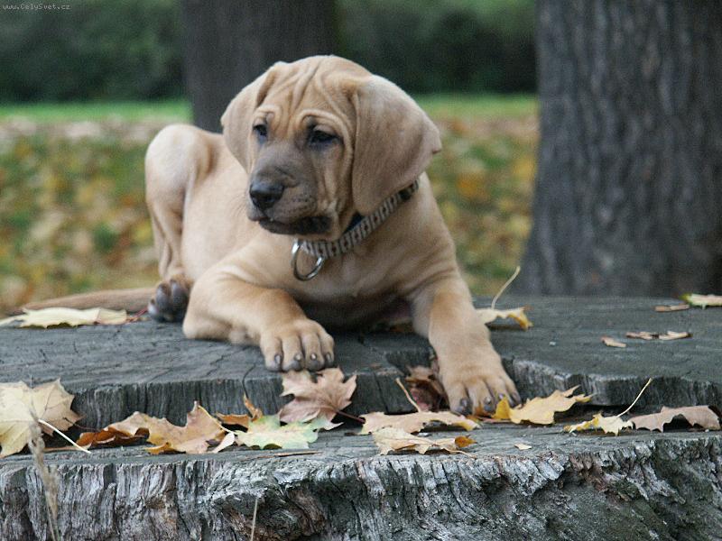 Foto: Baldey ze �pi��ku