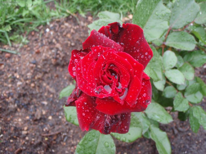 Foto: R��e-ta nej