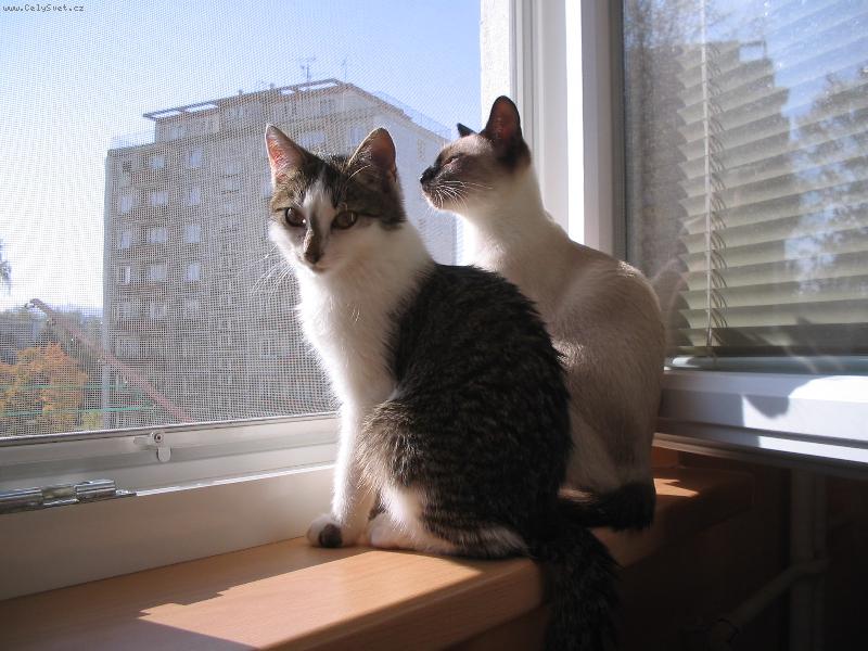 Foto: Mici a �i��k-m�me doma p��rustek