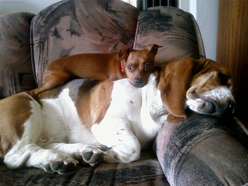 Foto: Crazy a Berta-Kamar�dky v ka�d� situaci