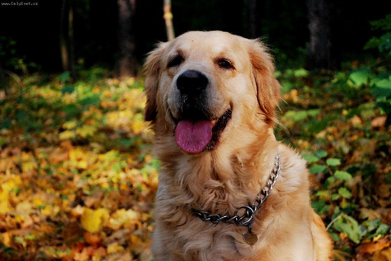 Foto: Bar�a v podzimn�ch barv�ch