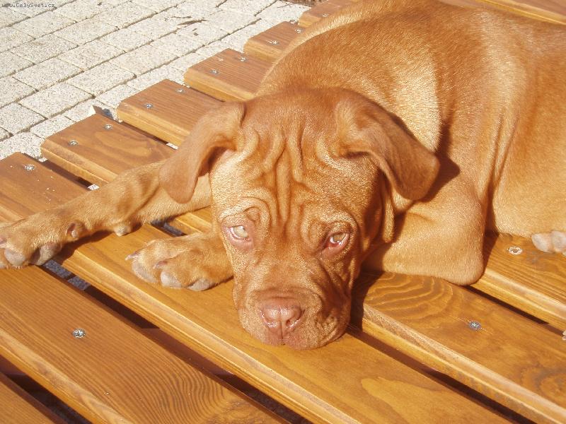 Foto: Unavinkan���