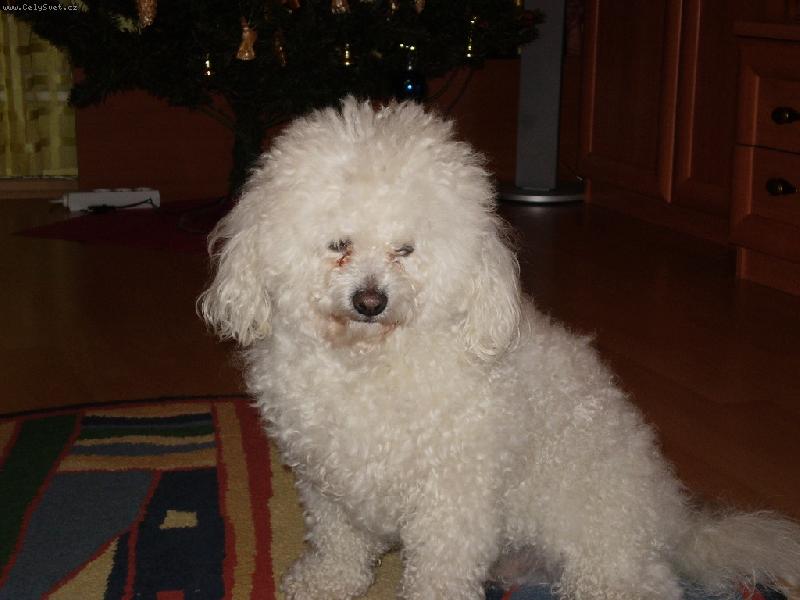 Foto: Scooby-Vykoupan� a na�esan� na v�noce