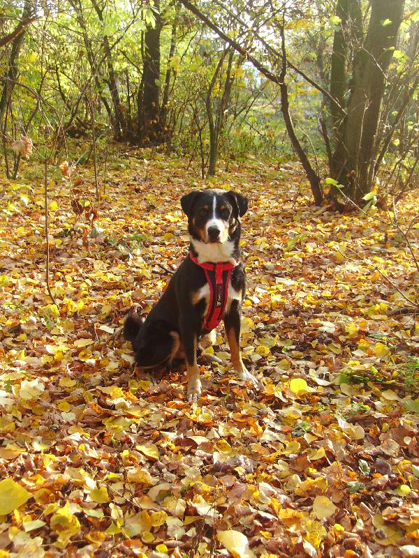 Foto: Angelo Novaboon Paradise-podzim