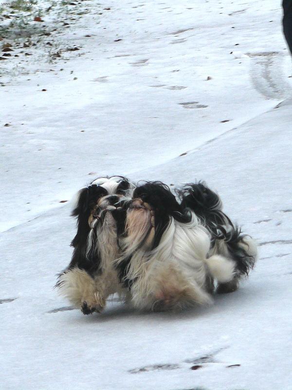 Foto: Prvn� sn�h