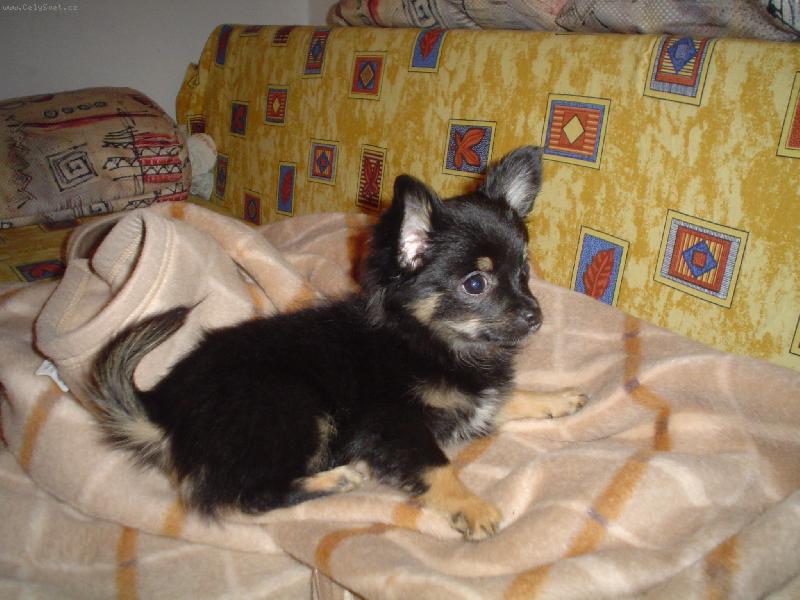 Foto: Jerry-n� �mudla