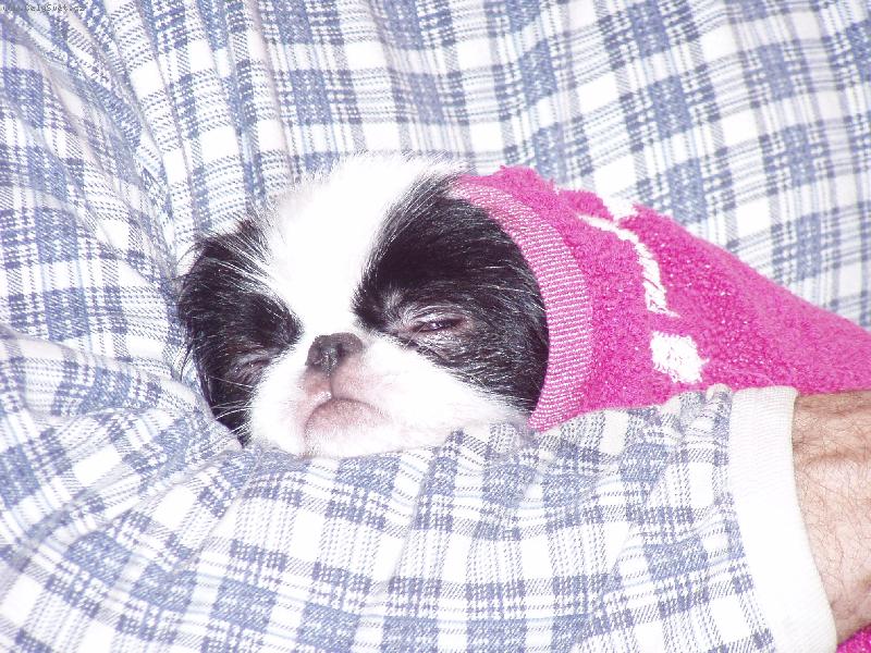 Foto: koup�n� p�ed v�stavou-Champ. Emia Mioschi Untis