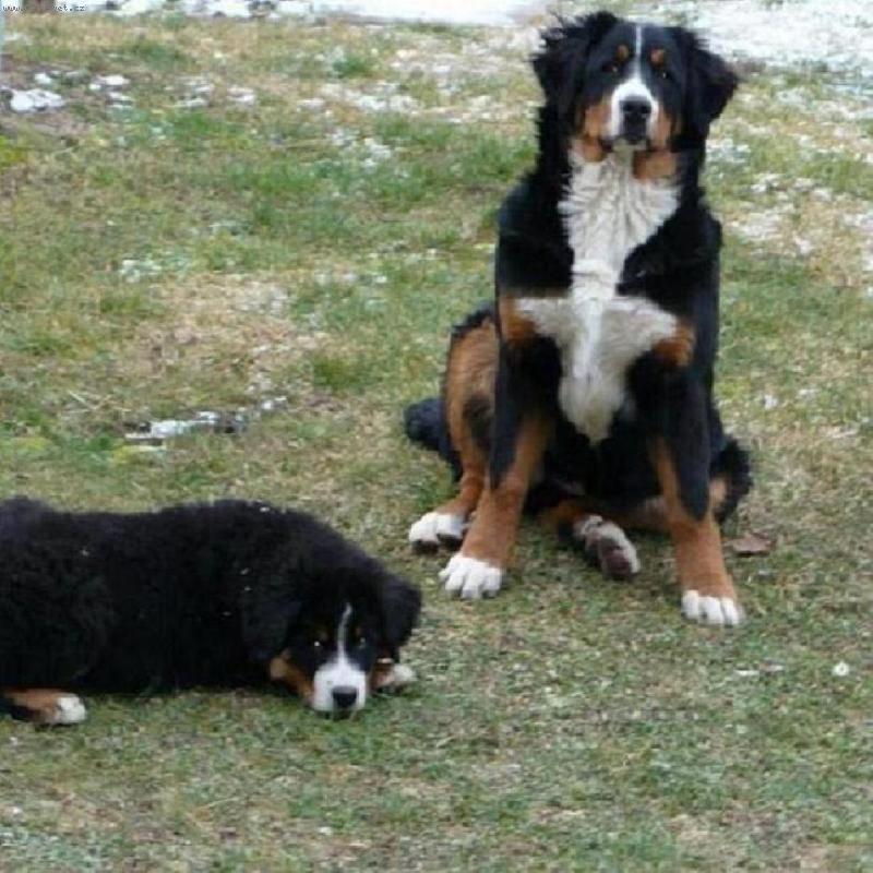 Foto: Barry-Barry 3 m�s�ce ,Bella 6 m�s�c�