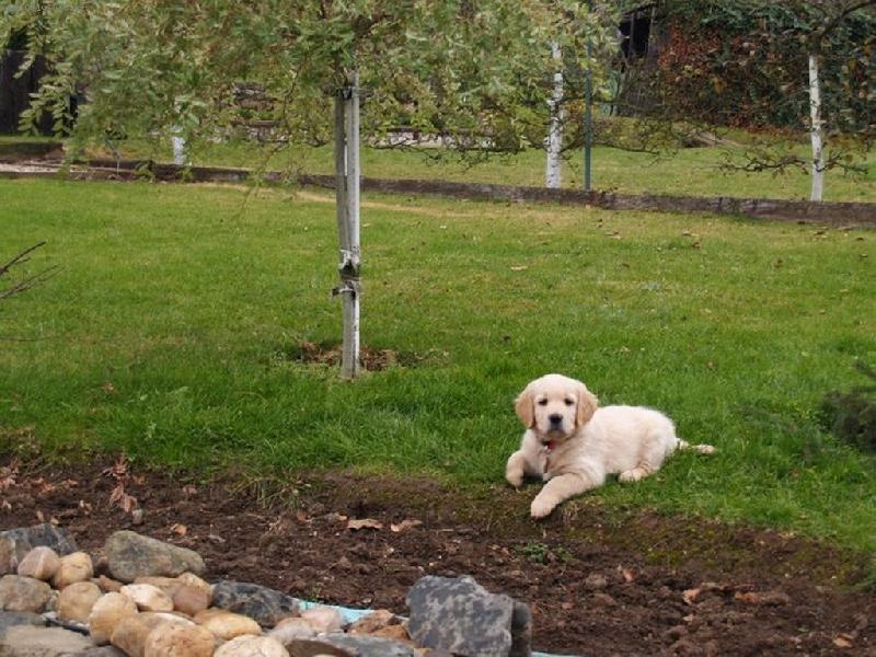 Foto: Max na zahrad�