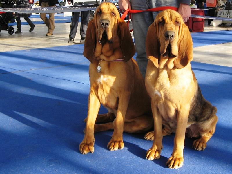 Foto: Mond�k s Ardennkou