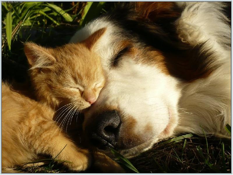 Foto: sp�nek se zrz�